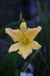 Hemerocallis Stella Bella